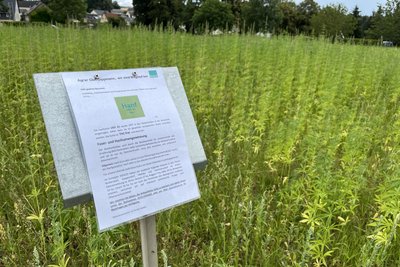 Anwohner hatten sich gewundert: Wird hier illegal Cannabis angebaut? Landwirt Dippmann hat jetzt ein Schild am Feld nahe des Modezentrums Kress in Hartmannsdorf angebracht.