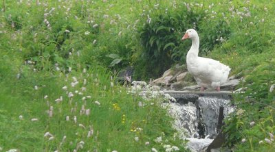 "Gans Auguste genießt den Frühling zwischen dem Wiesenknöterich am Wildbach in Rübenau. Dieser fließt in die Natzschung, dem Grenzbach nach Tschechien",