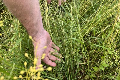 Ein Vorreiter in Sachen Ökolandbau: Ingo Dippmann zeigt ein Feld in Mühlau mit Tellerlinsen und Leindotter. Urgroßvater Moritz Dippmann hatte den Betrieb Anfang des vorigen Jahrhunderts gegründet, die Großeltern führten ihn bis zur Zwangskollektivierung in die LPG 1953 weiter. Kurz nach der Wende wurde der Betrieb neu eingerichtet.