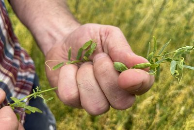 In einer Hülse wachsen zwei Linsen. Geerntet wird Ende Juli/Anfang August. Sein Ziel: in diesem Jahr 15 Tonnen Linsen. Geliefert wird in einen Betrieb in der Schwäbischen Alb.