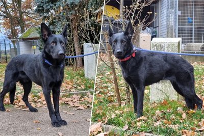 Die beiden traurigen Hunde: links der Rüde, rechts die Hündin.