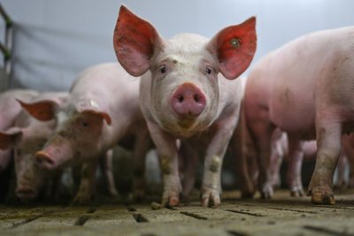 Der Nachname Nonnenmacher stammt von Tierkastratoren.