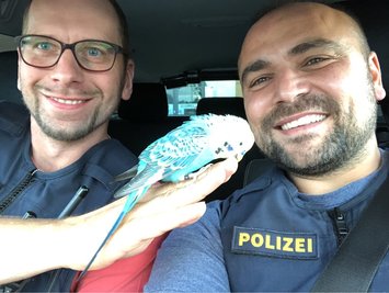 Ein blauer Wellensittich ist an der A 93 geradewegs seinen Rettern in die Arme geflogen. 