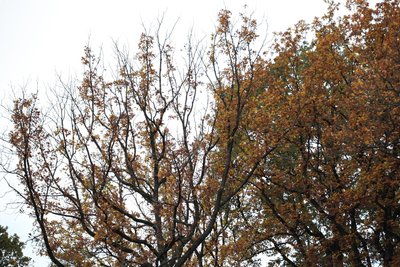 Dass die Kronen sich lichten, ist nicht nur ein Zeichen für den Herbst. Auch im Sommer werden einige Bäume kahl – Merkmal dafür, dass sie nicht genug Wasser bekommen.