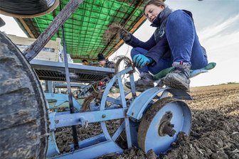 30.000 Erdbeerpflanzen für ein Selbstpflückfeld in Callenberg - Mit 30.000 Erdbeerpflanzen hat Landwirt Georg Stiegler ein Feld am Kreisverkehr in Callenberg bepflanzt. Trotz Erdbeerpflanzmaschine ist das ein Knochenjob. Fürs Bestücken der Maschine braucht es viel Manpower. Angepackt hat auch Stieglers Frau Conny (vorn).