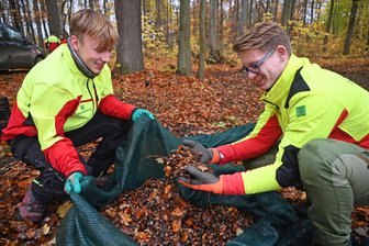 30 Baumriesen bei Flöha werfen eine Tonne wertvolles Saatgut ab - Arik Schneider, links und Ruben Leppelmeier bergen die Eicheln aus dem Wald Falkenau.