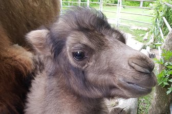 30 Kilogramm schwer und mopsfidel: Baby-Trampeltier Kasimir verzückt Besucher in vogtländischem Tierpark - Noch weicht der kleine Kamelhengst seiner Mutter nicht lange von der Seite.