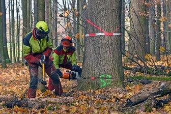 30 Meter hohe Giganten: Revierförster prüft Sachsens wertvolle Eichen in Falkenau bei Flöha - Jan Seidel schlägt auf den Keil, Christoph Werk setzt den Fällschnitt.