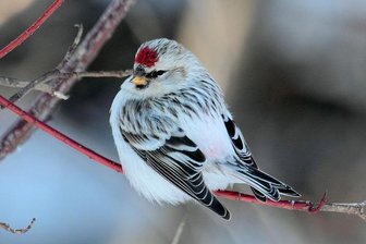 30 Ziervögel gestohlen - Ein Polarbirkenzeisig (Carduelis hornemanni).