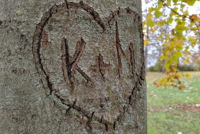 Eingeritzte Herzen überleben oft länger als die dokumentierte Liebe. Sie beschädigen das Holz nachhaltig.