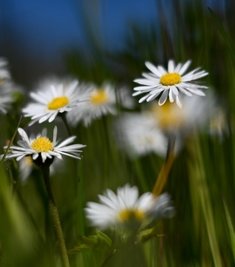 Im Vogtland blühen bereits erste Gänseblümchen. Die gewöhnliche Wiesensorte gilt als widerstandsfähig genug gegen einige Frostgrade. Das kommt ihr jetzt zu Gute.
