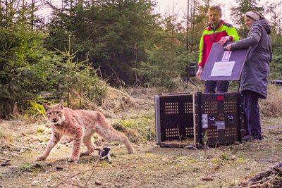 Tastet sich vorsichtig vor: Luchs-Männchen Juno streift ab sofort durch den Erzgebirgswald.