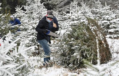 20 Euro pro Baum mussten am Samstag im Rabensteiner Wald gezahlt werden. So mancher sägte gleich zwei ab. 
