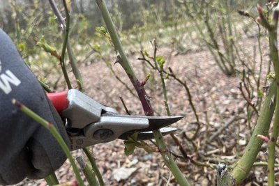 Triebe mit solchen Flecken sind krank, daher werden sie bis auf das gesunde Holz gekürzt oder ganz abgeschnitten.