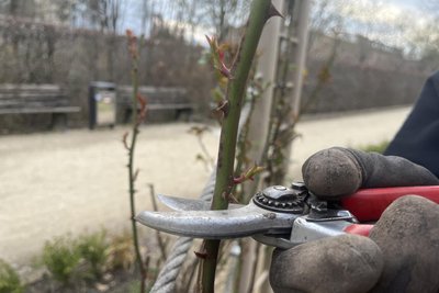 Roßbach schneidet die Triebe gerade ab, damit die Schnittstelle möglichst klein ist.