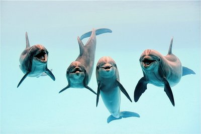 Ein Team.