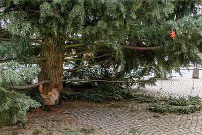 Auf dem Marktplatz in Zwönitz ist in der Silvesternacht trotz Verbotes auf öffentlichen Plätzen geböllert worden. Dabei wurde auch der Weihnachtsbaum in Mitleidenschaft gezogen. Unbekannte hatten am Stamm des Baumes einen Böller gezündet. Ein Befestigungskeil wurde abgesprengt, die Beleuchtung abgerissen. 