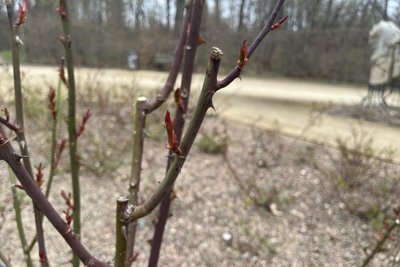 Dieser Trieb einer Strauchrose wurde in den vergangenen zwei Jahren so geschnitten, dass immer ein nach außen zeigendes Auge stehen blieb und nach außen weiterwuchs.