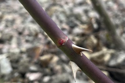 Die meisten Augen sind leicht zu erkennen und treiben schon mit Blättern aus. Bei diesem Auge muss man genau hinsehen.