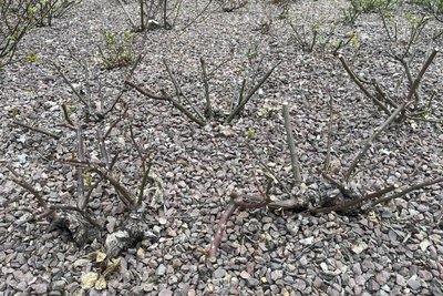 „Das sieht manchmal gar nicht schön aus“, sagt Roßbach über den Edelrosen-Schnitt. Aber im Sommer wird das ganz anders aussehen.