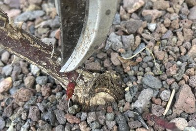 Der Schnitt regt das Wachstum neuer Triebe an. Besonders wichtig sind Triebe die von unten neu herauswachsen.