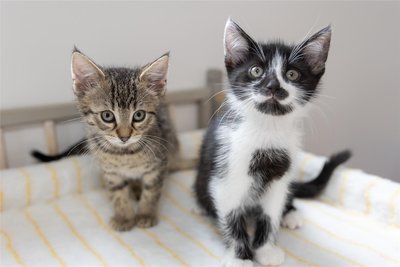 Zwischen Neugier und Skepsis: Die zwei Monate alten Kitten beim Fototermin für die „Freie Presse“.