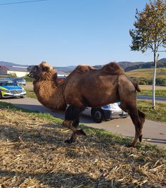 Nicht alltäglicher Anblick: Ein Kamel stand am Montag auf einem Parkplatz in Freiburg.