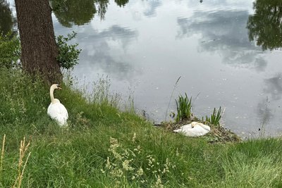 Der Schwan lässt das brütende Weibchen nicht aus dem Blick, bewacht es. Kommen Menschen dem Brutplatz zu nahe, kann ein „Schwanen-Mann“ schon mal zu zwacken.