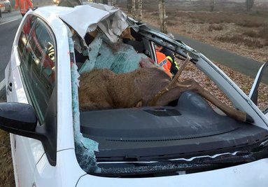 Mit 250 Kilogramm Kampfgewicht kollidierte ein Hirsch bei Wesel mit einem Auto und starb.