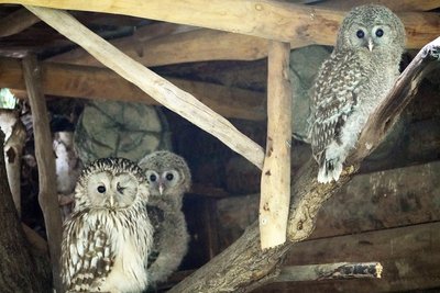 Die beiden jungen Habichtkäuze können jetzt bei ihren Flugversuchen in der Voliere im Leoparden-Tal beobachtet werden.