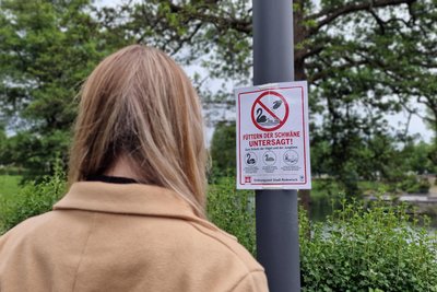 Nachdem der Schwanen-Tourismus am Gondelteich überhand genommen hat, gibt es die Ansage: „Füttern der Schwäne untersagt“. Auch hindern Zäune daran, zum Brutplatz zu gelangen.