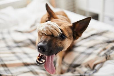 Hunde können nicht erröten. Bei ihnen greifen dafür andere Schemata, die bewirken, dass man ihnen verzeiht. 