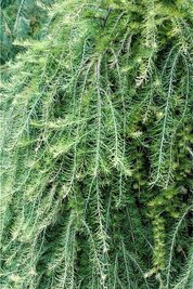 Dieses Bild zeigt eine Trauerlärche. Vor wenigen Tagen wurde versucht, einen solchen Baum auf dem Rochlitzer Friedhof zu stehlen.