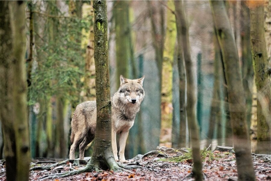 31 Wolfsrudel in Sachsen: Jäger und Bauern schlagen Alarm - Der Wolf breitet sich seit seiner Rückkehr nach Deutschland 1998 langsam weiter aus. In Sachsen gibt es derzeit 31 Wolfsrudel. Damit belegt der Freistaat im Wolfsmonitoring Platz drei der wolfreichen Bundesländer.