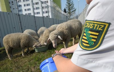 Zwischen den beiden Umzäunungen der Justizvollzugsanstalt an der Reichenhainer Straße weiden seit einiger Zeit fünf Schafe. Betreut werden die Tiere von Gefangenen, die auf diese Weise positive Charaktereigenschaften für die Zeit nach der Verbüßung ihrer Strafe erwerben sollen.