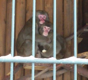 Erna und Momo kuscheln in ihrem Gehege am Pöhlberg ganz eng aneinander. Die beiden Makaken-Affen versuchen so, sich zu wärmen.