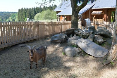 Im Kleinen Vorwerk in Sayda gibt es auch ein Tiergehege.