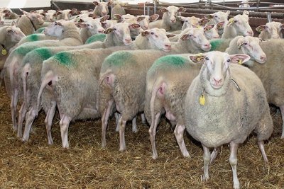 Ostfriesische Milchschafe, wie sie die Marienhöher Milchproduktion hält, werden in Sachsen finanziell gefördert.