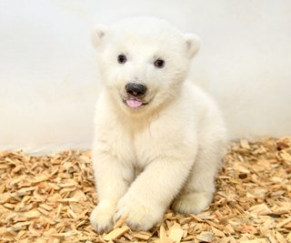 Erstmals haben sich zwei Tierärzte und eine Pflegerin in den Stall von Eisbärenmutter Tonja und ihrem Nachwuchs gewagt, um eine tierärztliche Untersuchung an dem rund zwei Monate alten Jungtier vorzunehmen.