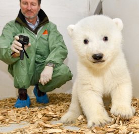 Andreas Knieriem, Tierarzt und Leiter des Berliner Tierparks, kniet mit einer Action-Kamera in der Hand im Gehege des jungen weiblichen Eisbären.