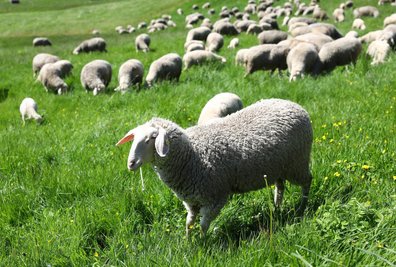  Bis in den Herbst hinein halten die Tiere die Wiesenflächen in Schuss.