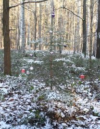 Derzeit gut getarnt: Das Bäumchen ist nun schon das dritte Jahr von Unbekannten mit Christbaumkugeln geschmückt worden.
