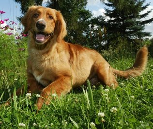 Hund
