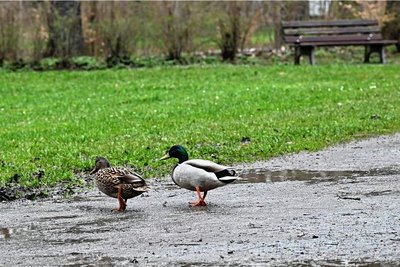 Auch die Enten saßen auf dem Trockenen, während das Wasser im Teich abgelassen worden war. 