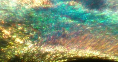 Das Auge einer Krake in einer starken Vergrößerung, mit spektralen Lichtreflektionen.