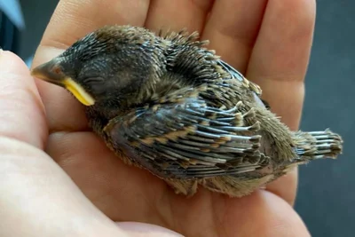 Gefundene Jungvögel sollen meist dort bleiben, wo sie sind, so das Umweltamt.