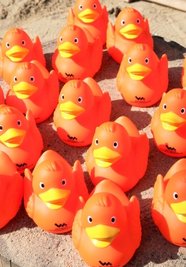 Diese Enten schwimmen am Sonnabend um die Wette. 