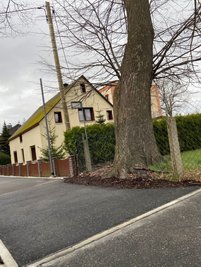Unterhalb der Linde fällt eine Veränderung im Straßenbelag des LugauerFabrikgässchens auf. Darunter befindet sich die Wurzelbrücke.