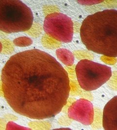 Haut einer Krake mit Pigment-Organen, den Chromatophoren.