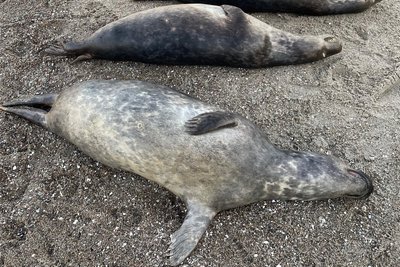 Diese Kegelrobben sind tot an der Ostküste der Halbinsel Mönchgut auf Rügen angespült worden.